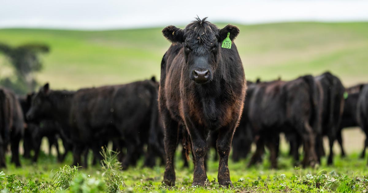 BlockApps and Genesis – Blockchain for Beef Bring Transparency to Meat Supply Chain